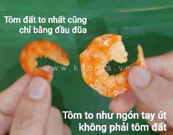 Tôm Khô Giá Bao Nhiêu 1kg? Tôm Khô Làm Món Gì Ngon? 2 so-sanh-tom-dat-voi-tom-bien