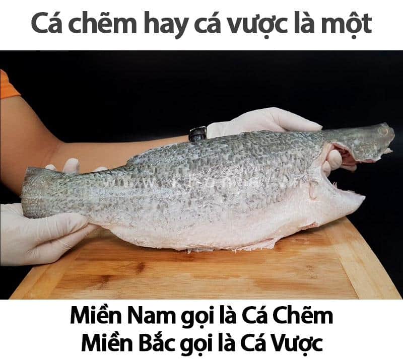 Giá Cá Chẽm Bao Nhiêu 1kg? Cá Chẽm (Cá Vược) Mua Ở Đâu? 1 ca-chem-gia-bao-nhieu-1kg
