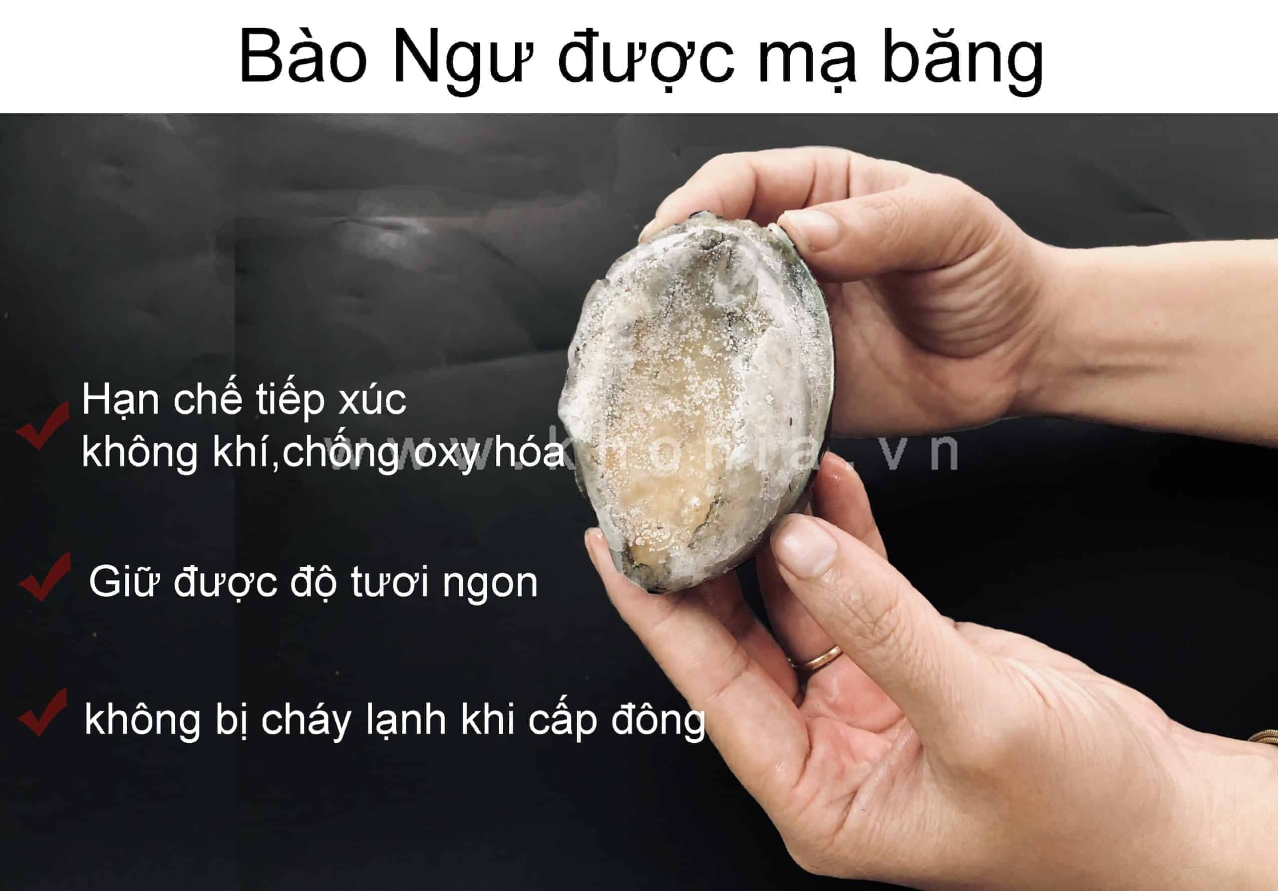 Bào Ngư Nhật có Ngon Như Bào Ngư Hàn Quốc Không Em? 1 bao-ngu-nhat