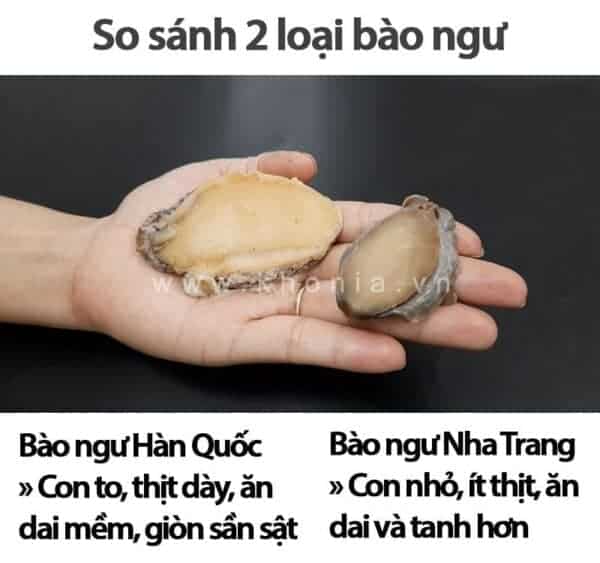 bao-ngu-viet-nam