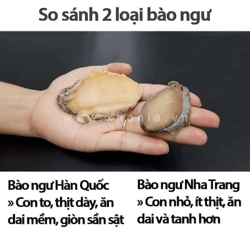 Bào Ngư Việt Nam Giá Thế Nào? Có Tốt Không? 1 bao-ngu-viet-nam