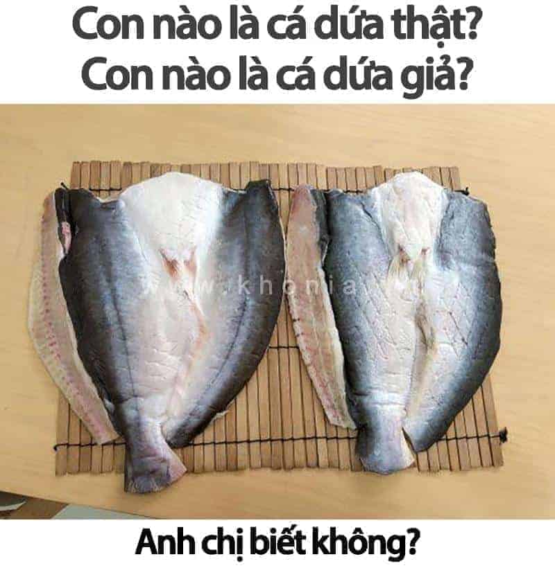 Có Nên Chọn Khô Cá KHONIA Không? 4 ca dua that 1
